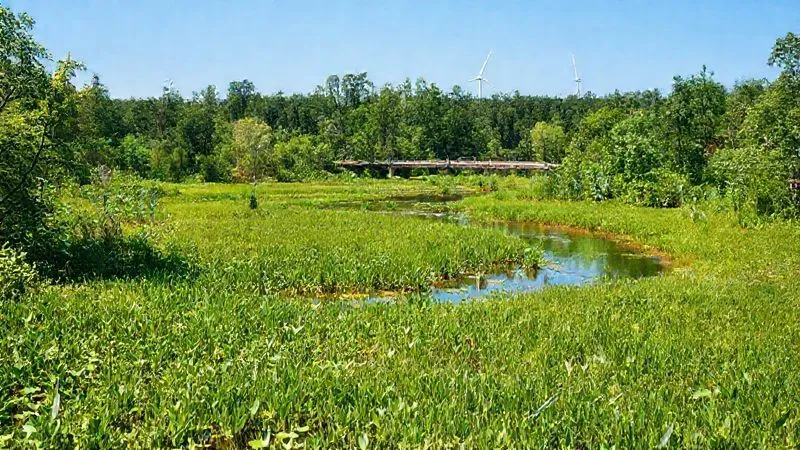 Photorealistic image of a vibrant, healthy ecosystem (e.g., a restored wetland or a thriving reforested area) with subtle, discreet human infrastructure (e.g., a carefully designed bridge or a renewable energy installation) integrated harmoniously in the background, symbolizing successful environmental mitigation and adaptive management. Lush greenery, clear water, blue sky. 8K, cinematic lighting, sharp focus, depth of field, professional photography, shot on a high-end DSLR.