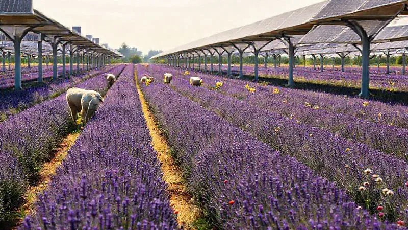 A photorealistic, professional photography, 8K, cinematic lighting, sharp focus, depth of field, shot on a high-end DSLR, depicting a vibrant field of crops (e.g., lavender or berries) growing beneath elevated solar panels. Sheep are grazing peacefully between the rows, and pollinator-friendly wildflowers are interspersed. The scene should convey harmony and innovative dual land use, bathed in soft morning light.
